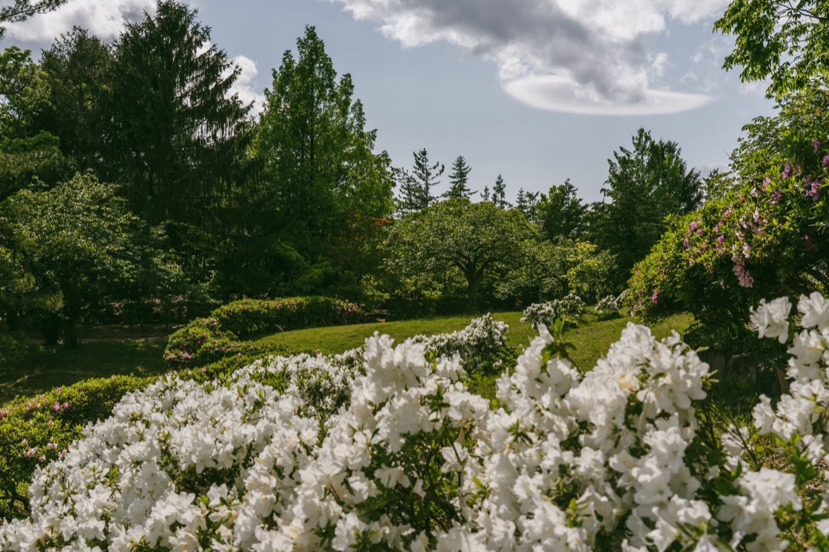 Close-up of blooming pink azaleas near a golf course fairway