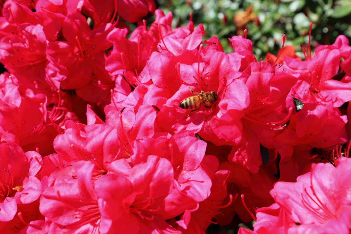 Fleurs d'azalées en fleurs sur un parcours de golf