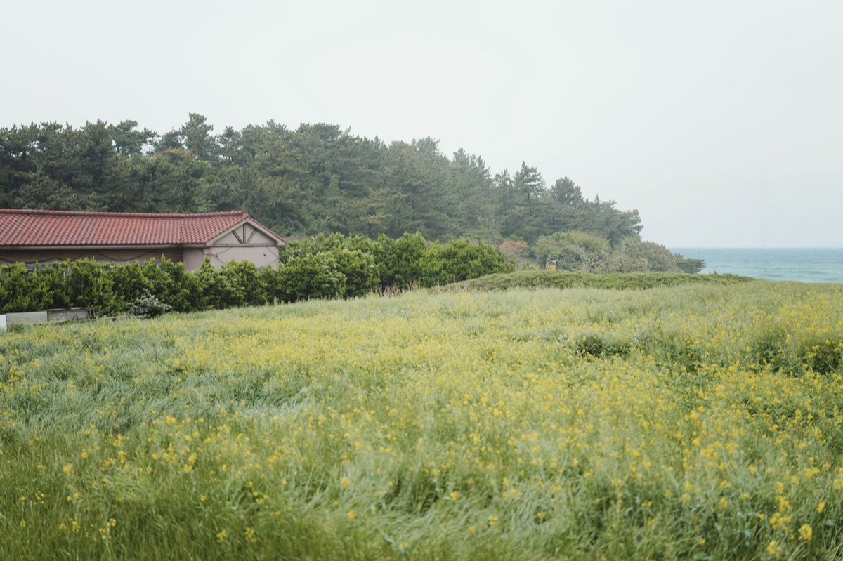 Resort Jeju Golfe