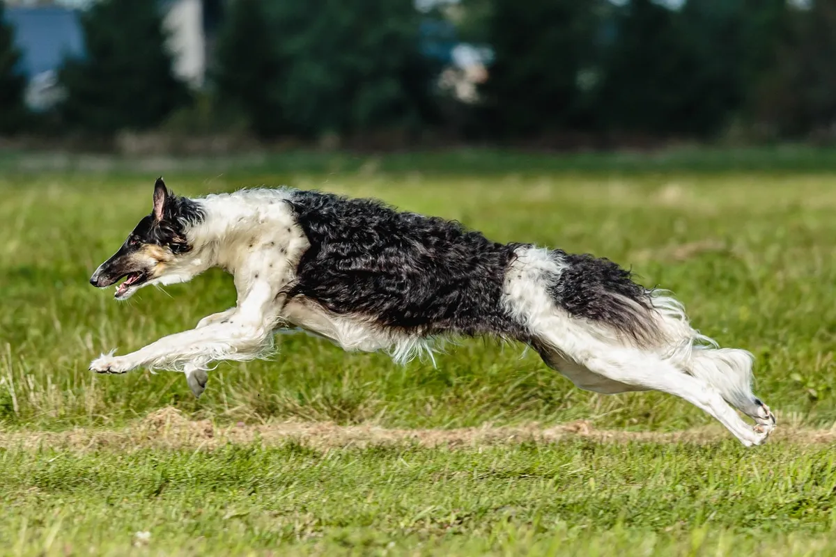 犬、自然、グレーハウンド、犬、アクション、アクティブ、成人、動物、アスリート、品種、キャッチ、チャンピオン、チャーシング、競技、コース、コースニング、アグリティ競技